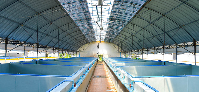 Nguồn bố mẹ từ Moana và SIS từ Hawaii (USA)