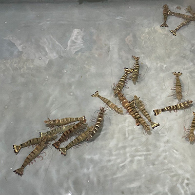 Sạch bệnh,  đề kháng cao