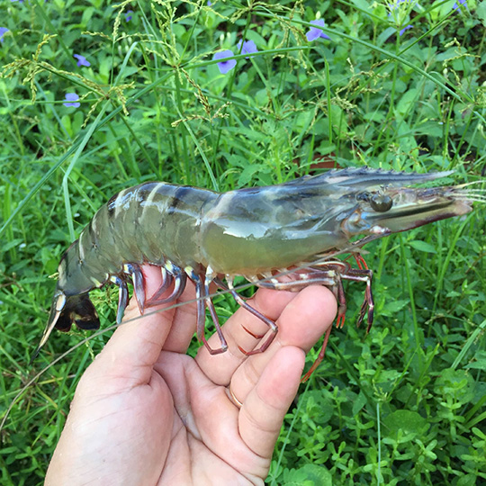 Lớn nhanh, đạt đầu con