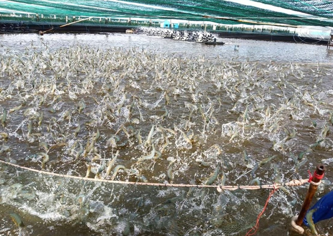 Năng suất cao, tôm về size lớn