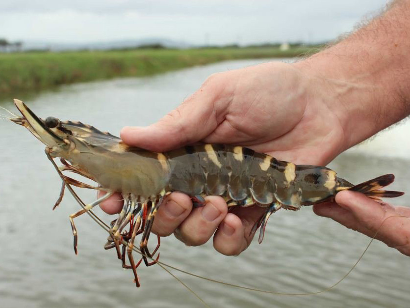 TÔM SÚ GIỐNG 3K+ SUPER (Moana)