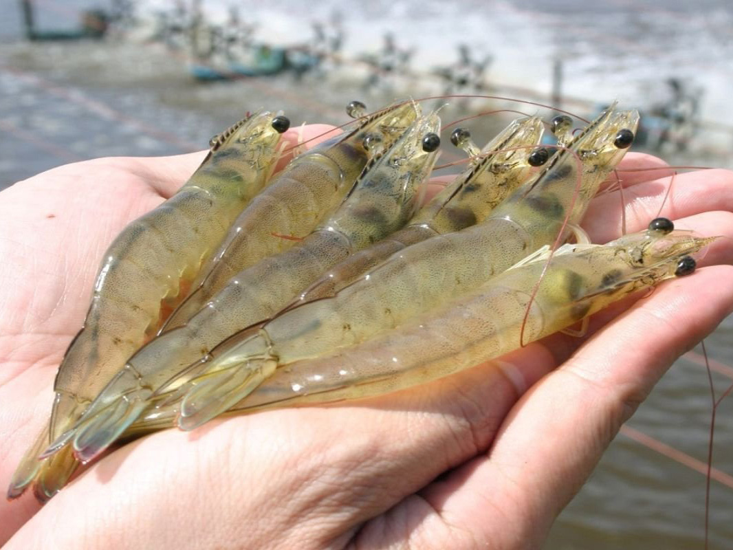 TÔM THẺ GIỐNG 3K+ SUPER (SIS Dòng Superior)