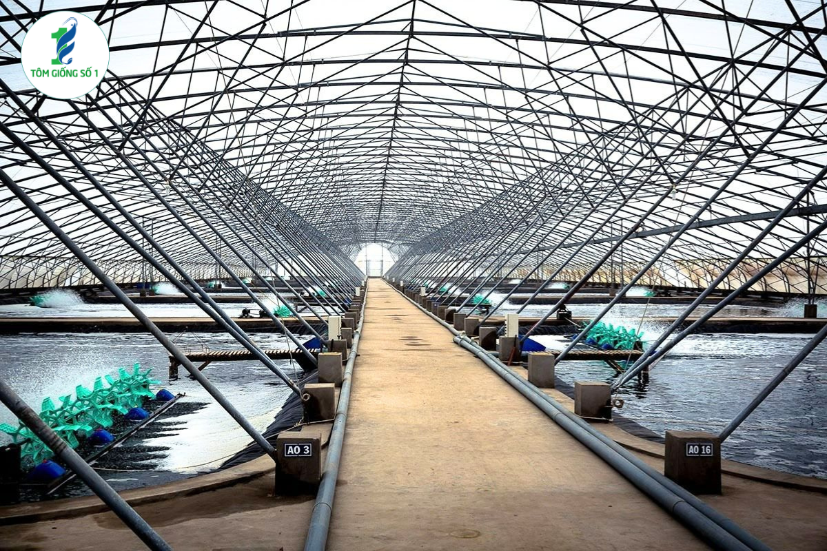 5 Mô Hình Nuôi Tôm Hiệu Quả Nhất 2025 