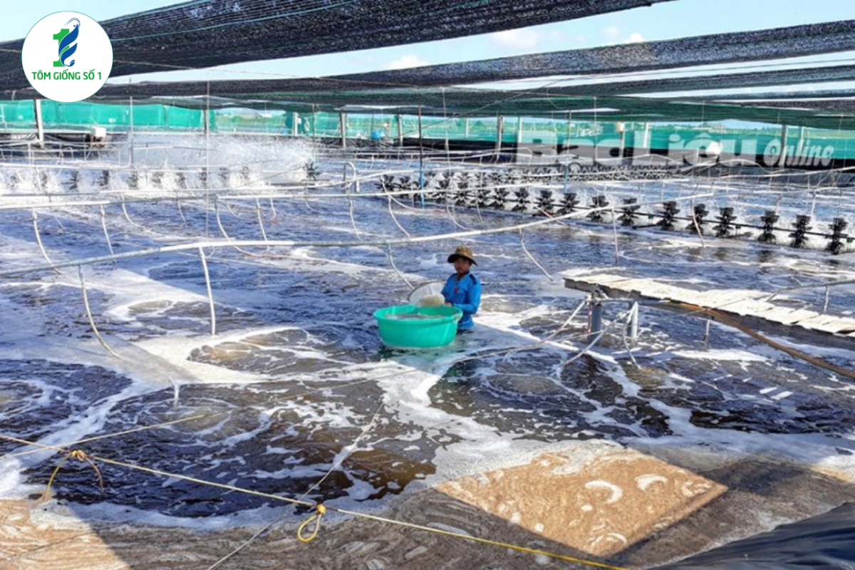 5 Mô Hình Nuôi Tôm Hiệu Quả Nhất 2025 