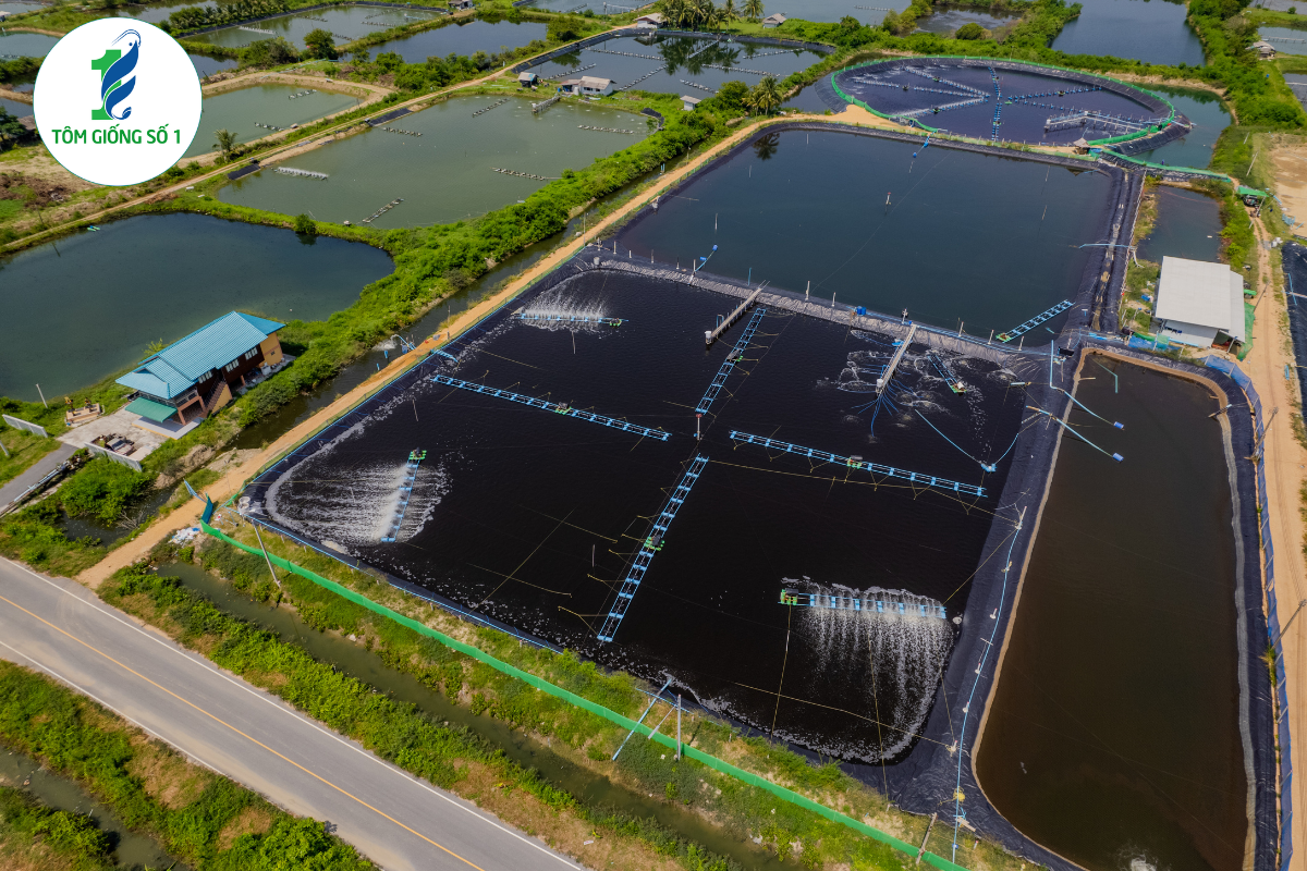 5 Mô Hình Nuôi Tôm Hiệu Quả Nhất 2025 