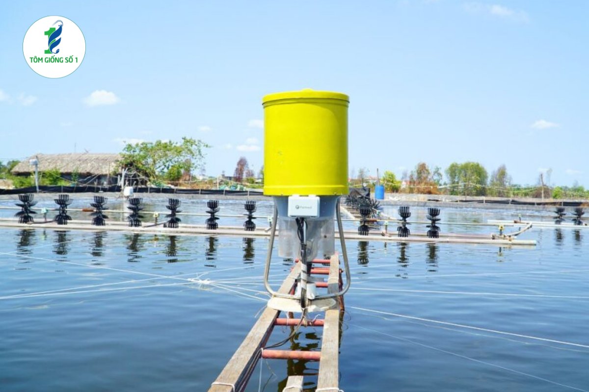 Nên mua tôm giống xa hay gần trại nuôi? 