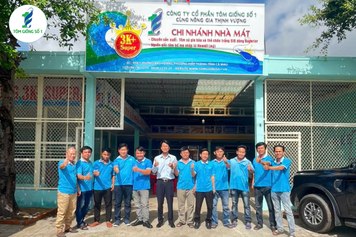 Nên mua tôm giống xa hay gần trại nuôi? 