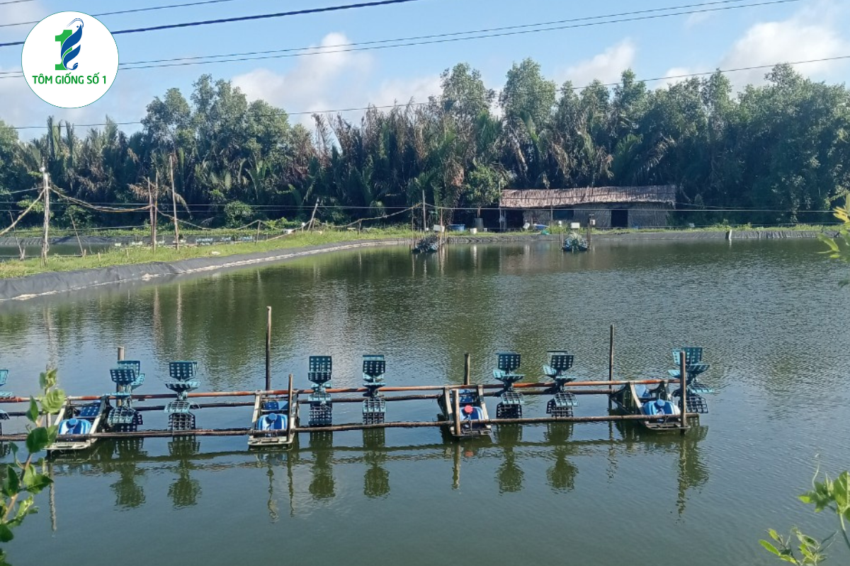 Nuôi Tôm Hiệu Quả - Tôm Giống Số 1