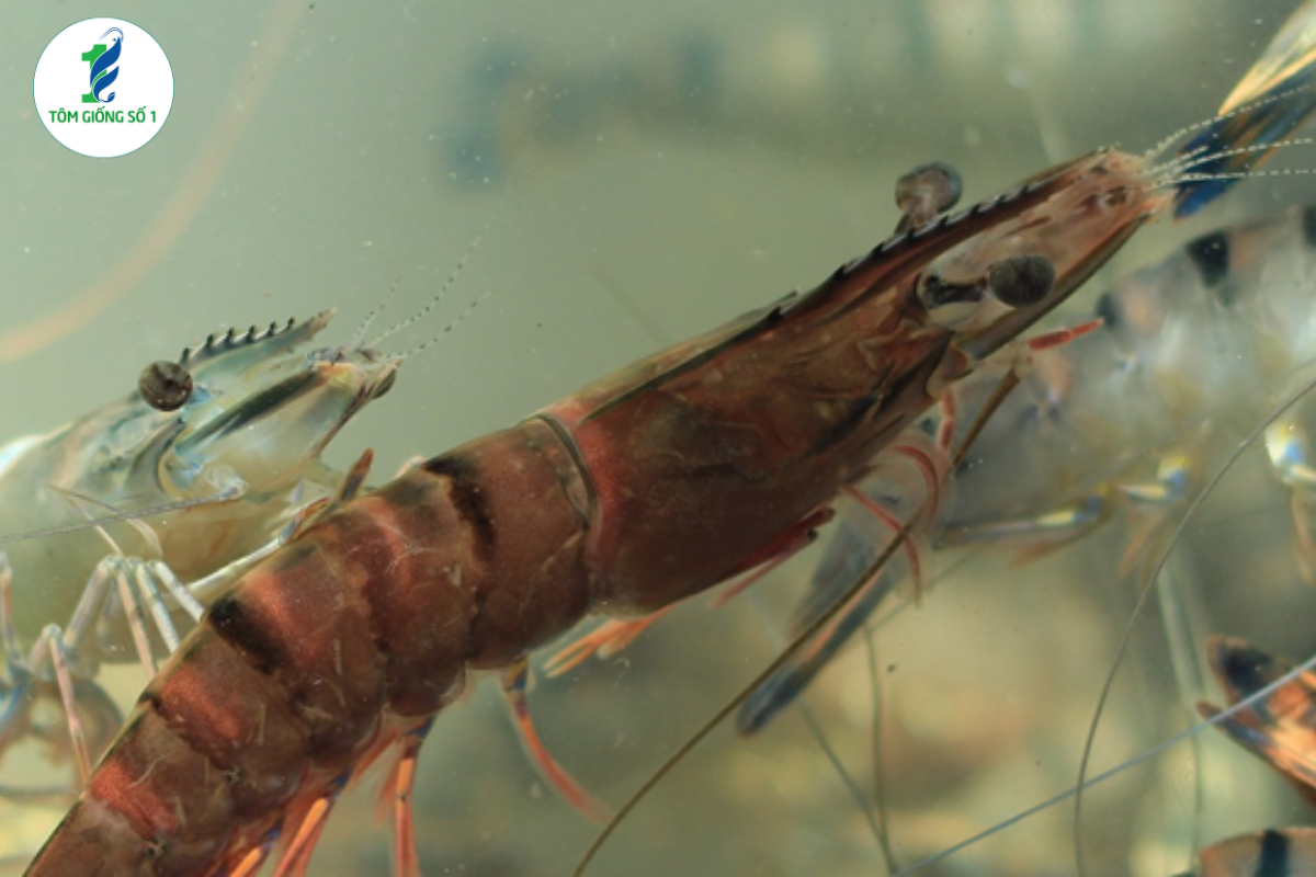 Nuôi tôm sú quảng canh và tôm sú thâm canh