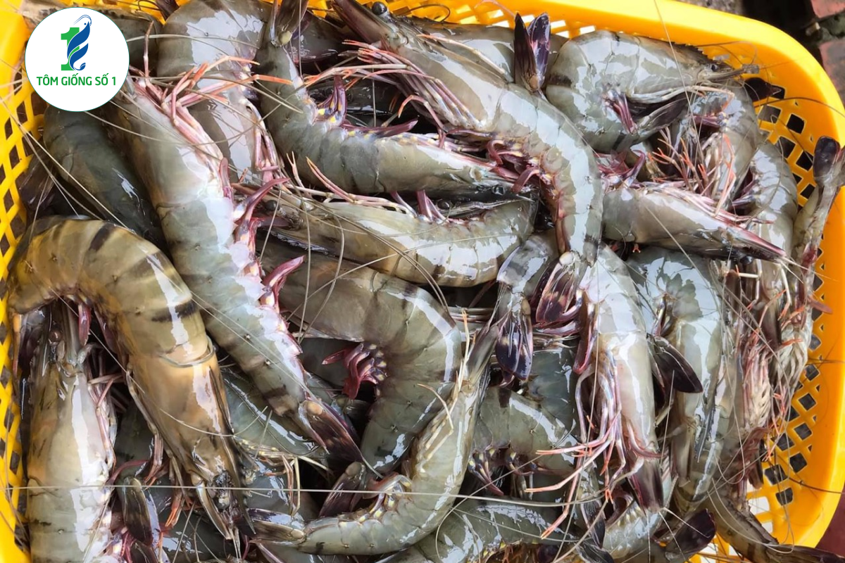 Tôm sú giống 3k+ Super | Giá rẻ chất lượng tại Tôm Giống Số 1