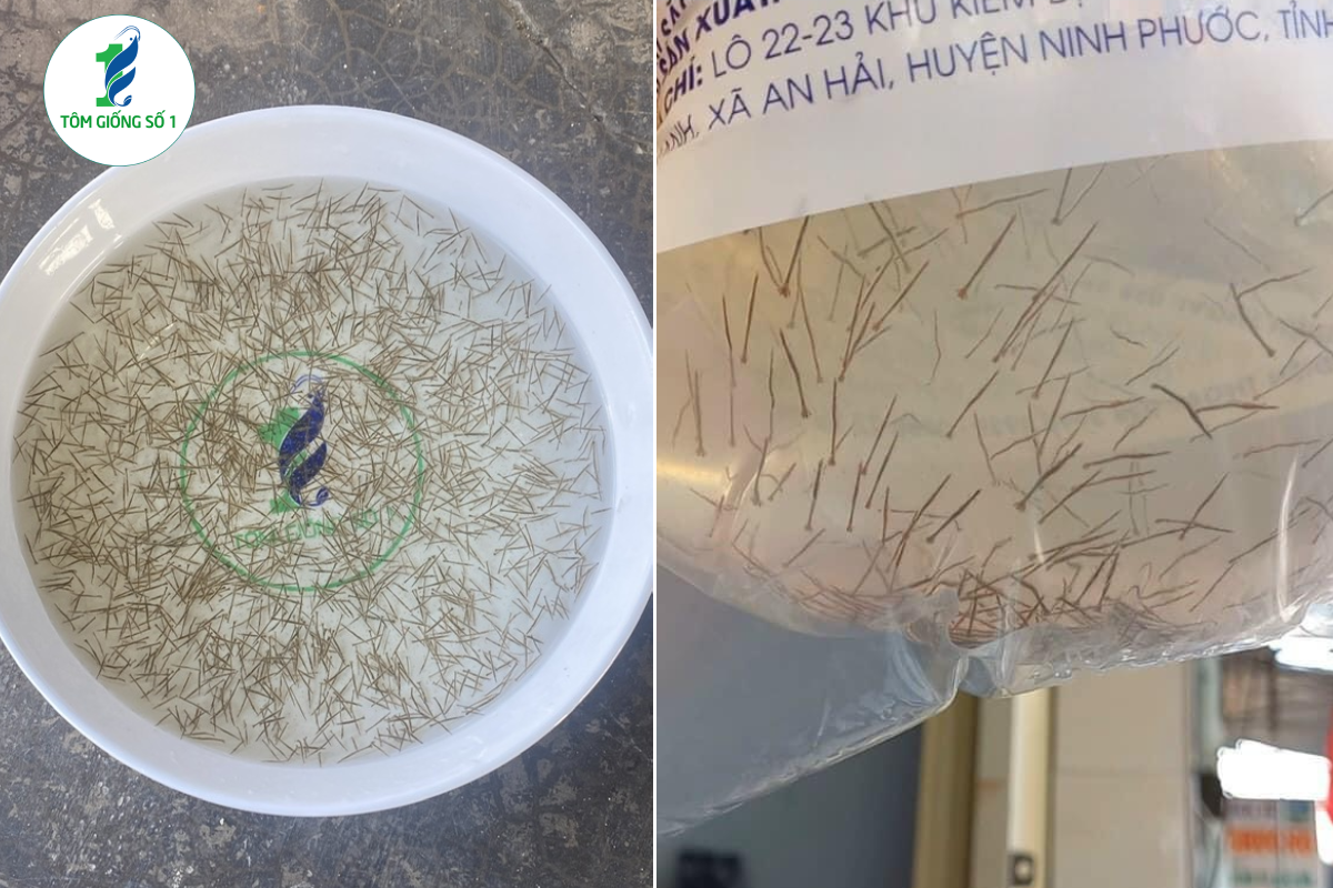 Tôm sú giống 3k+ Super | Giá rẻ chất lượng tại Tôm Giống Số 1