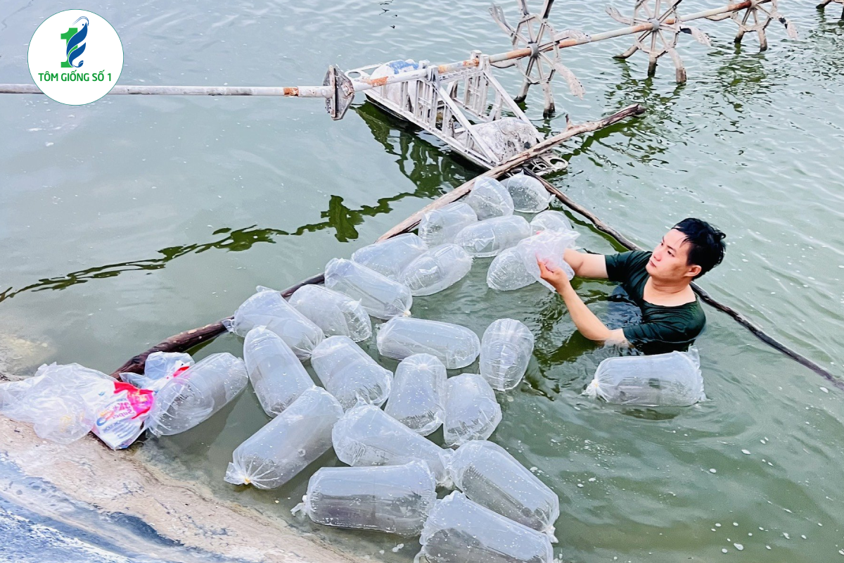 Tôm sú giống 3k+ Super | Giá rẻ chất lượng tại Tôm Giống Số 1