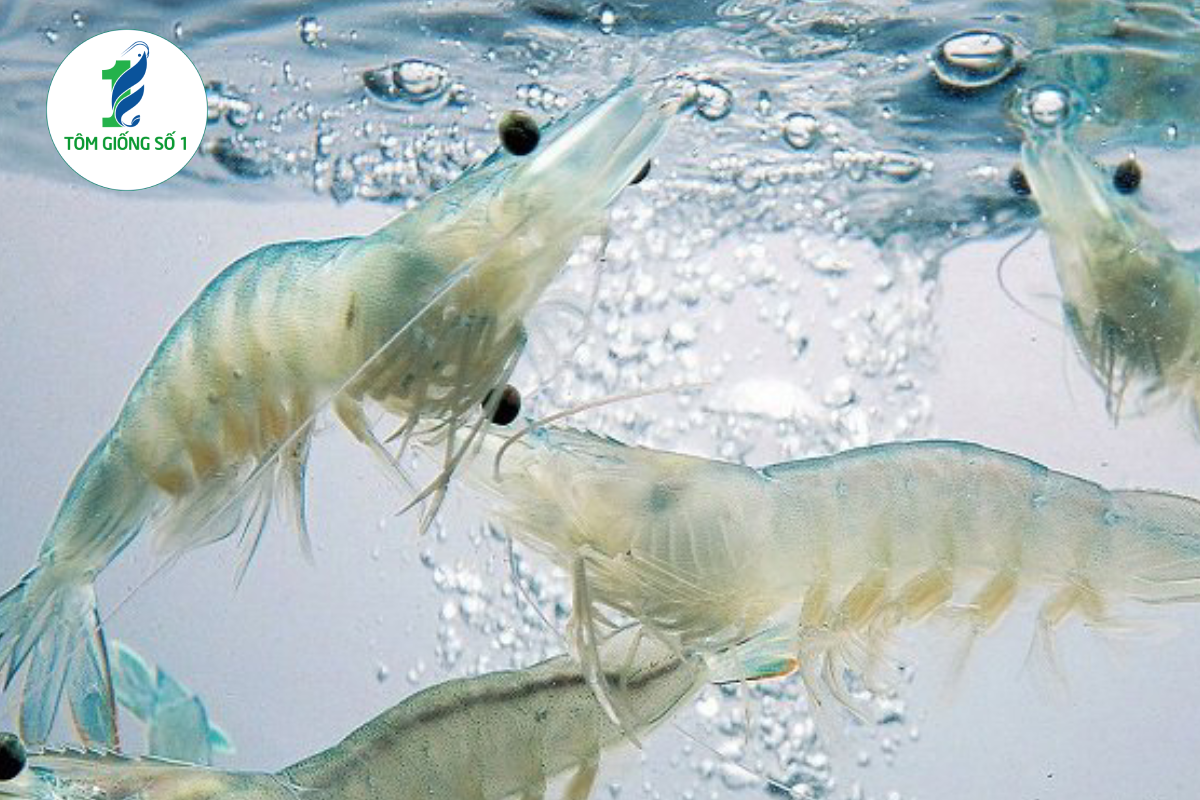 Tôm thẻ giống 3K+Super - Chất lượng cao tại Tôm Giống Số 1