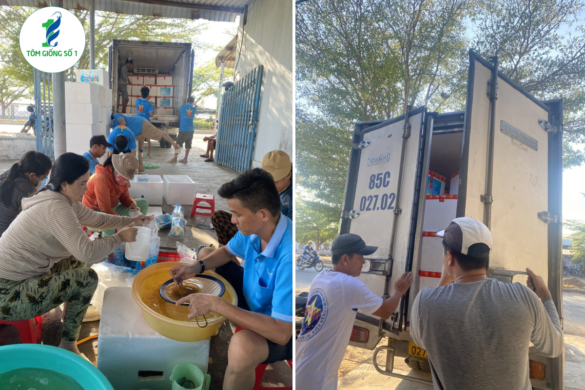 Tôm thẻ giống 3K+Super - Chất lượng cao tại Tôm Giống Số 1