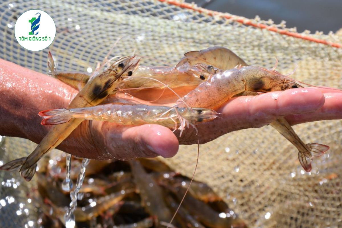 Tôm thẻ giống 3K+Super - Chất lượng cao tại Tôm Giống Số 1