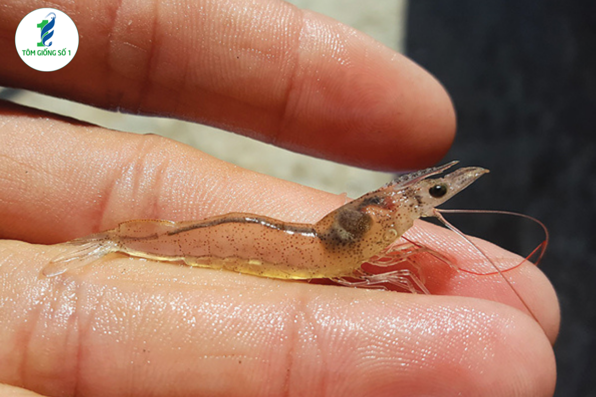 7 Sai Lầm Khiến Tôm Giống Chết Sau 3 Ngày Đầu