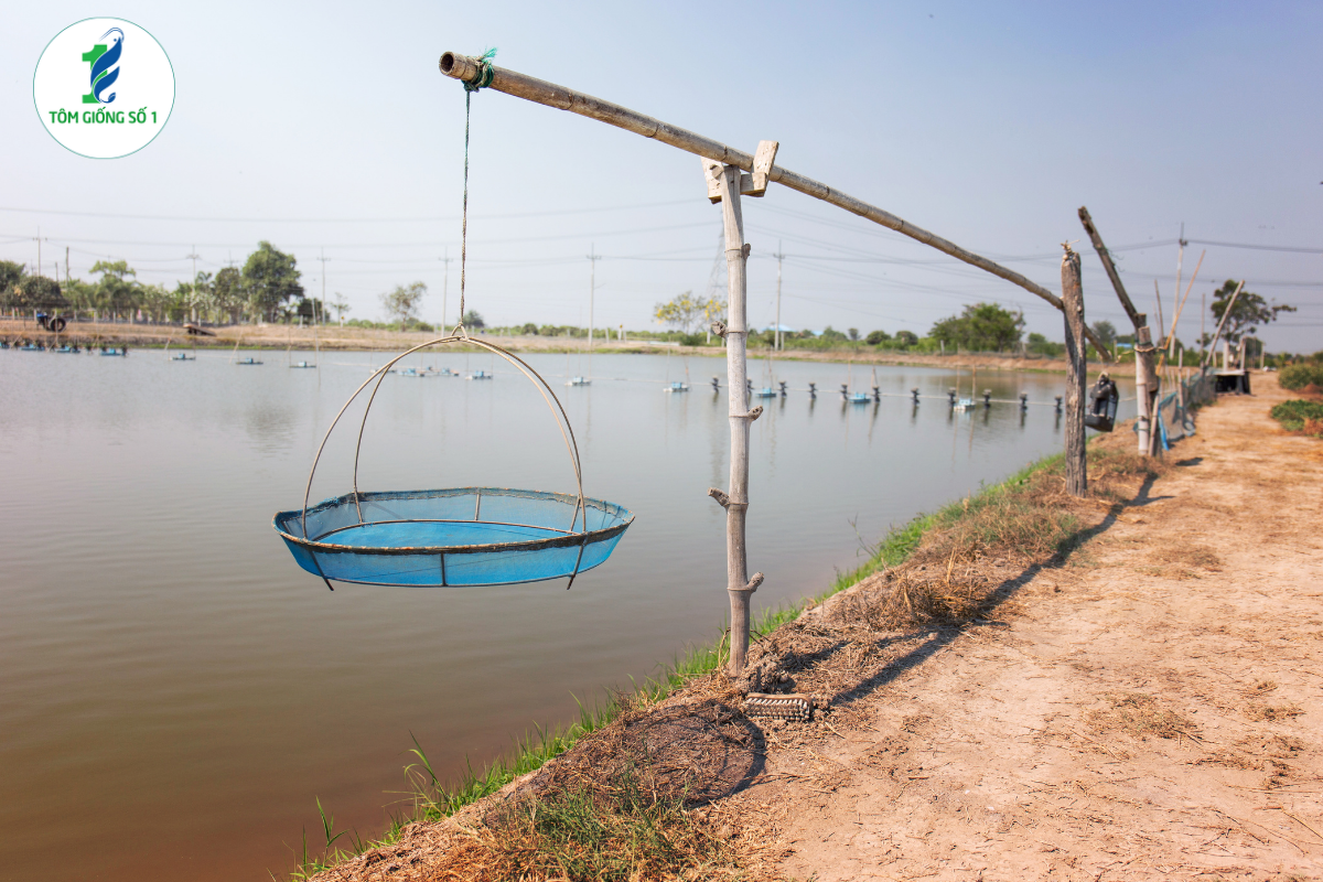 7 Sai Lầm Khiến Tôm Giống Chết Sau 3 Ngày Đầu