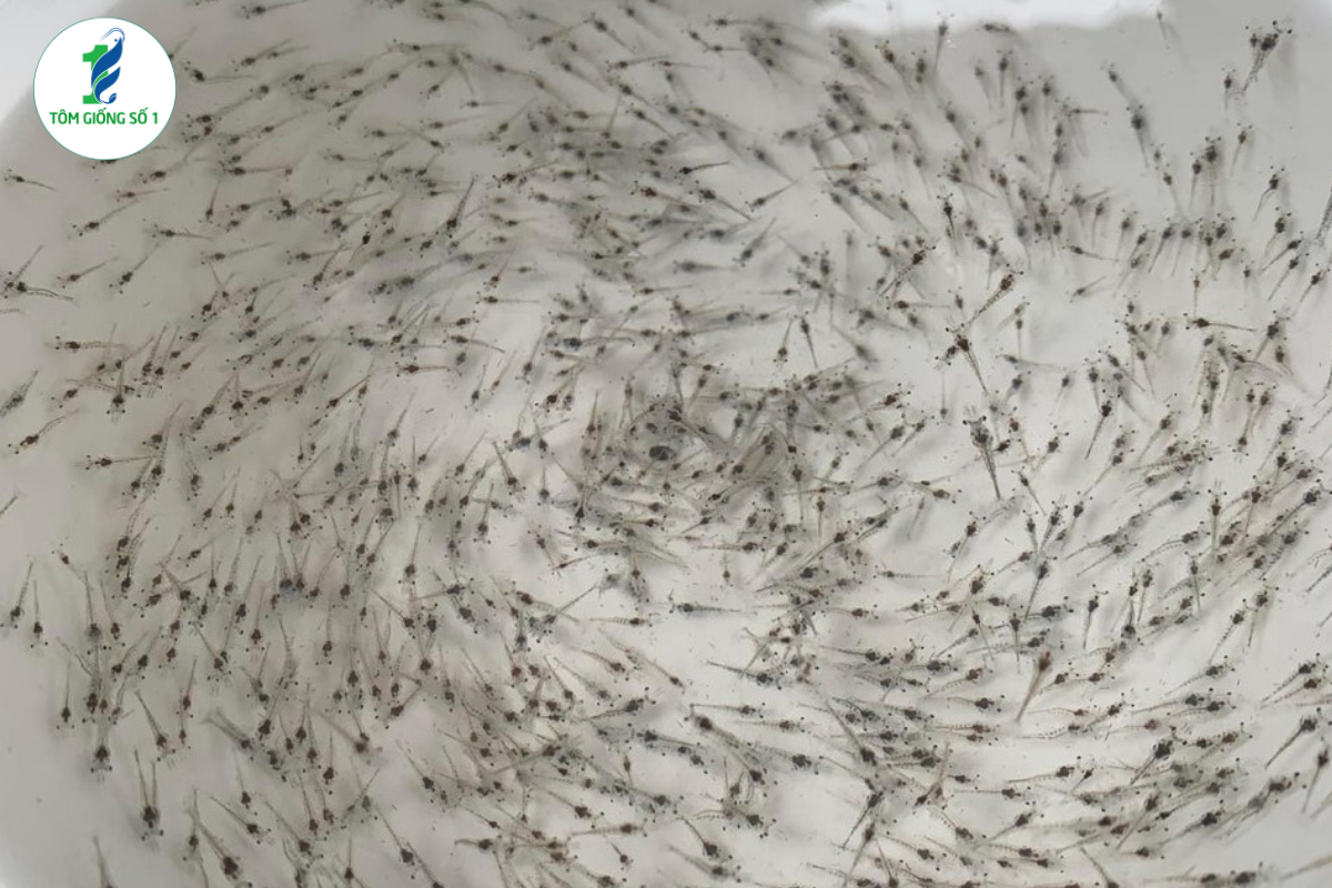 7 Sai Lầm Khiến Tôm Giống Chết Sau 3 Ngày Đầu