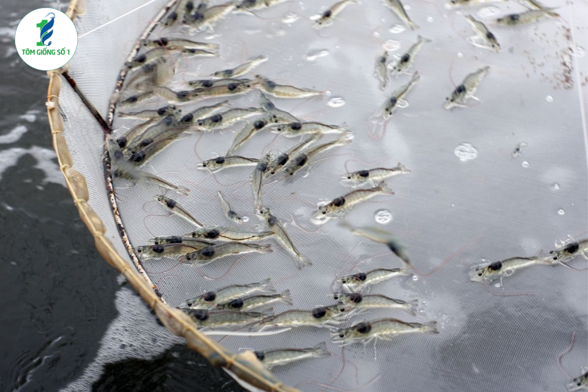 Vì Sao Tôm Giống Khỏe Nhưng Vẫn Hao Hụt Cao? 