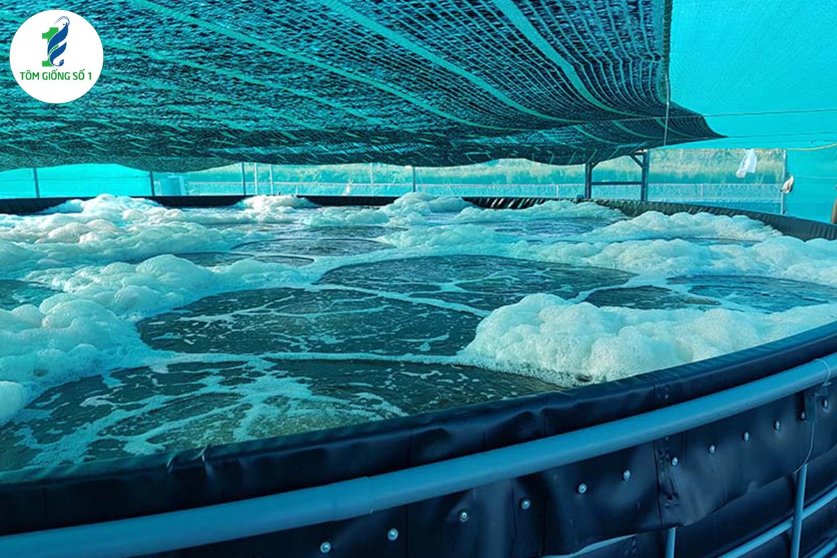 Công nghệ biofloc được ứng dụng trong nuôi tôm như thế nào?