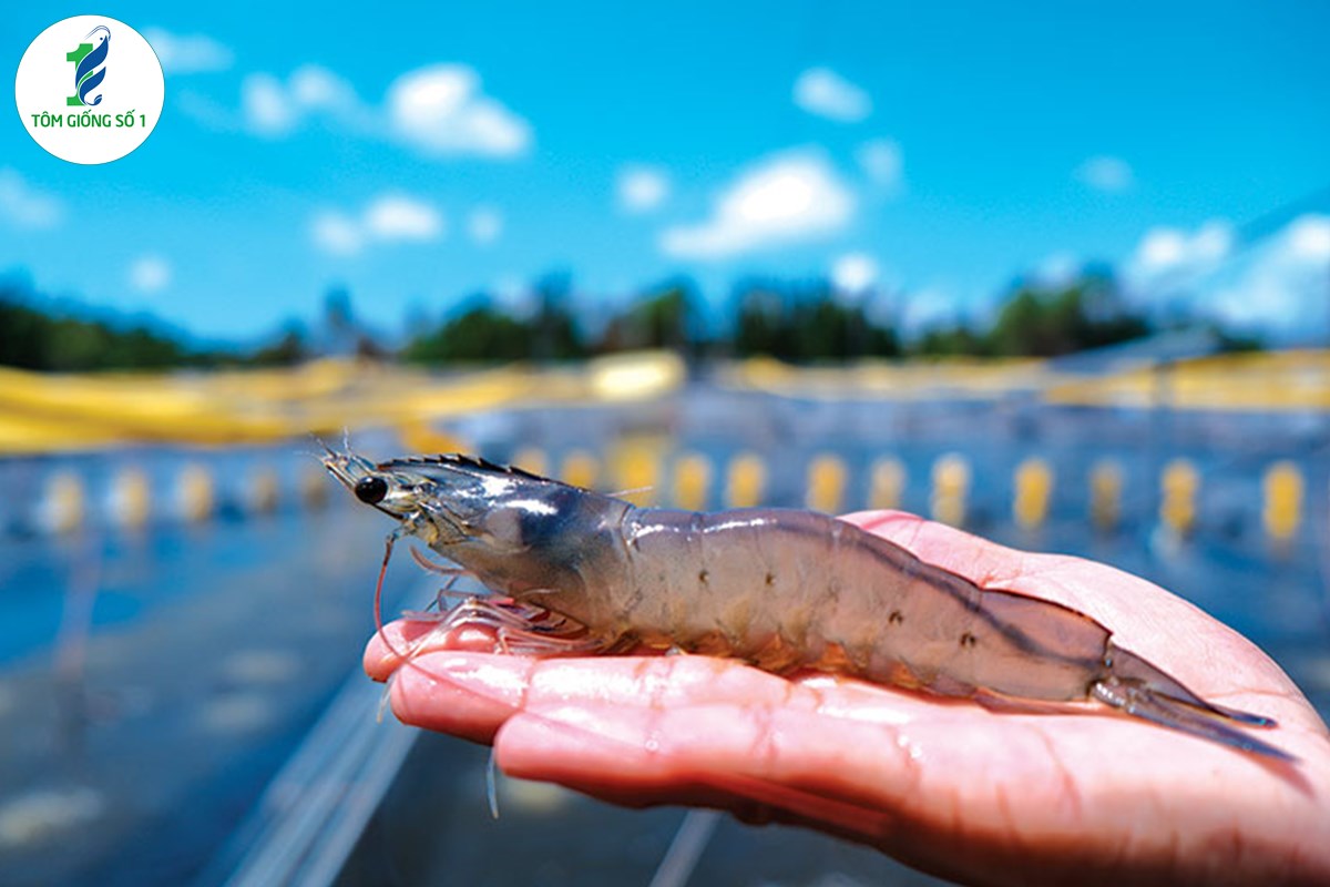 Kết quả ban đầu về mô hình mới trong nuôi tôm