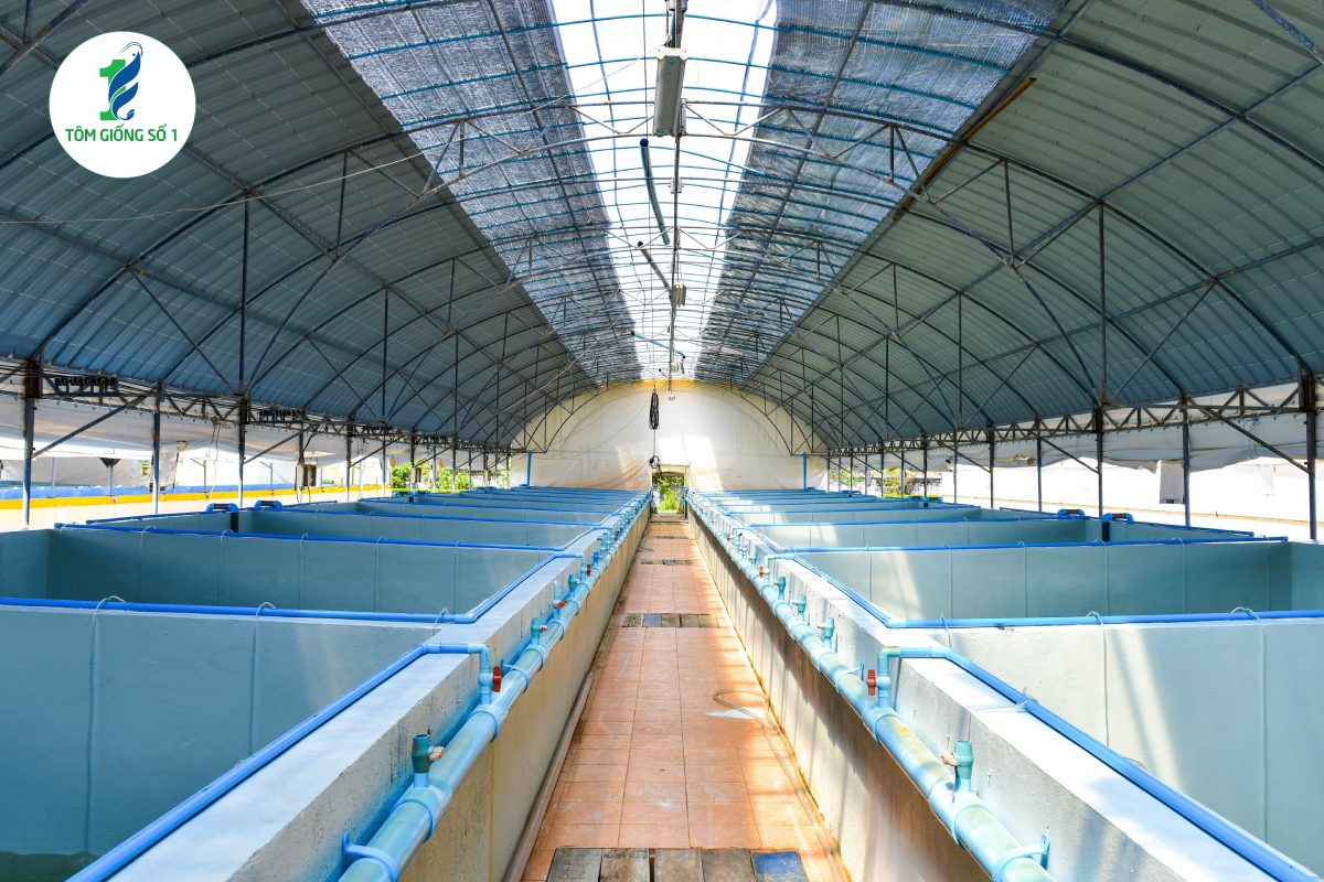 Tôm Giống Số 1 - Nhà sản xuất tôm sú giống gia hóa hàng đầu Việt Nam