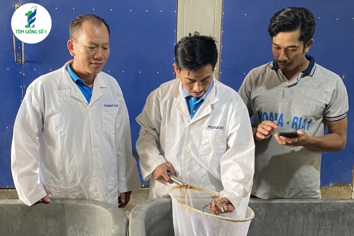 Tôm Giống Số 1 - Nhà sản xuất tôm sú giống gia hóa hàng đầu Việt Nam