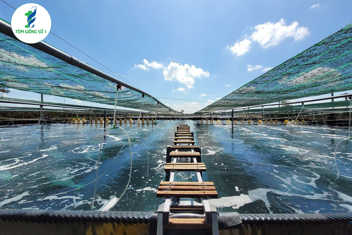 Công nghệ Biofloc được sử dụng khá phổ biến trong nuôi tôm