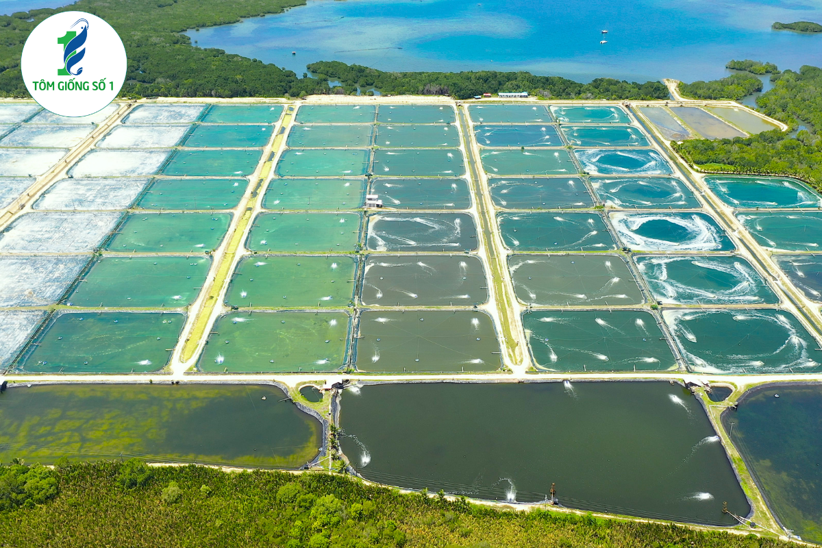 Xu Hướng Xanh Hóa Vùng Nuôi Tôm Là Gì?